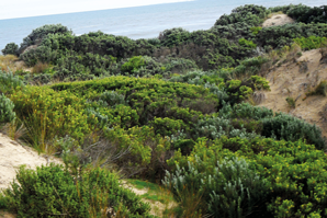 Eumeralla (Yambuk) coastal reserve, Victoria